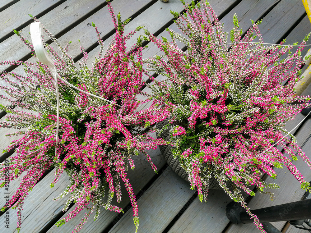 Poster Planting heather