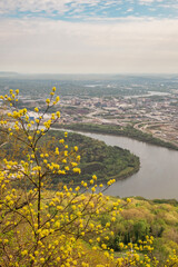 Yellow flowers in spring with the Tennessee River sneaking through Chattanooga, Tennessee in the background. 