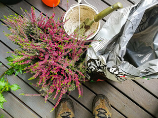 Planting heather