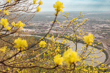 Yellow flowers in spring with the Tennessee River sneaking through Chattanooga, Tennessee in the background. 