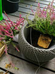 Planting heather