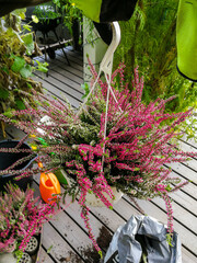 Planting heather