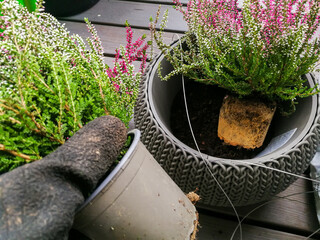 Planting heather