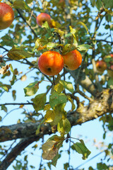 Branch with red yellow apples on apple tree in autumn against blue sky. Ripe juicy fruits of apples in harvest season. Fruits in garden, growing and caring for garden trees. Vertical