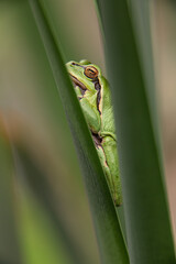 Male of European tree frog (hyla arborea) sitting on a cattail leaf waiting for females during breeding season. Wildlife unicolor macro take