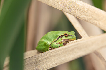 Male of European tree frog (Hyla arborea) sitting on dry cattail leaf waiting for females during breeding season. Wildlife macro take with green beige contrast