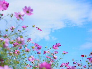 Obraz na płótnie Canvas 青空とコスモスの花