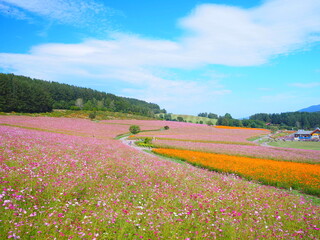 Fototapeta na wymiar 北海道の絶景 太陽の丘えんがる公園のコスモス風景