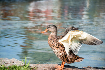 Brown duck spreading its wings near pond