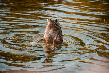 Duck diving under water for food with tail sticking up
