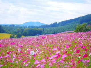 北海道の絶景 太陽の丘えんがる公園のコスモス風景