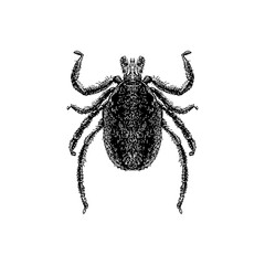 Deer Tick hand drawing vector illustration isolated on background