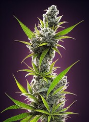 Branch of a flowering cannabis sativa plant, bright and colorful, lots of trichomes, buds ready for...