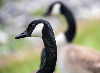 portrait of a goose