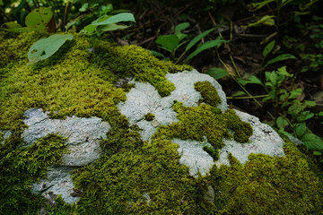 rock moss 2