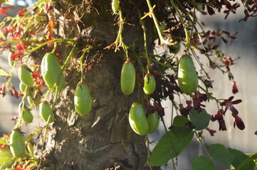 Wuluh starfruit flower or vegetable starfruit with the scientific name Averrhoa bilimbi which also...