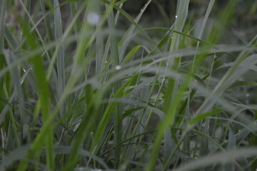 green grass with raindrops in the morning