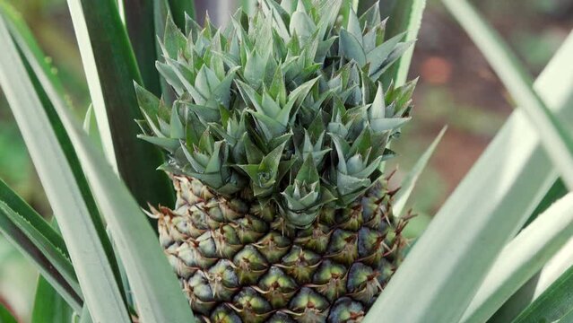 A close up view of a weird Cayenne smooth pineapple with many small heads.