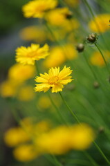 Ookinkeigiku (Coreopsis lanceolata) , yellow flowers of the Asteraceae plant native to North America