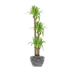 Plant, Plant PNG, Download Plant Transparent Background