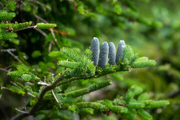 A lush green fir tree in a forest with multiple blue colored pine cones standing upward. The buds are covered in sap. The branch is hanging downward with the weight of the cones.  - obrazy, fototapety, plakaty