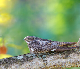 Antillean Nighthawk perched on a tree branch