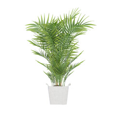 Plant, Plant PNG, Download Plant Transparent Background