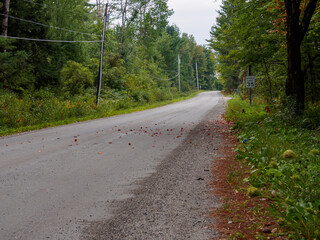 Obraz premium road in the woods