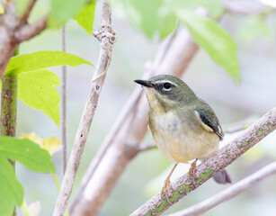 Black throated blue warbler perched on a tree