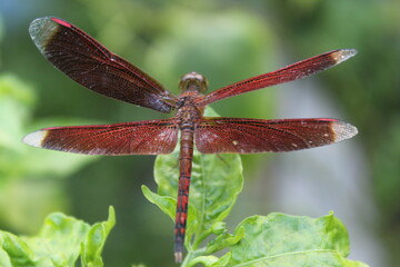 Red dragonfly look from above