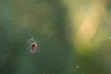 spider on web