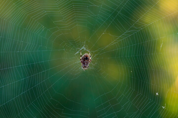 Ventral view of spotted orb weaver spider in the middle of its web on a green background taken in late summer in the morning