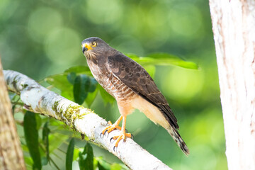 Roadside hawk perched on a tree branch