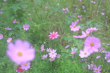 flowers in the grass