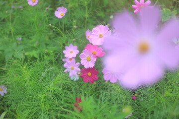 pink flowers in the grass