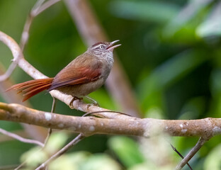 Streak capped spinetail singing from the tree tops