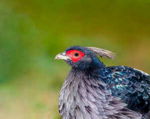 Khalij pheasant portrait from Volcanoes national park