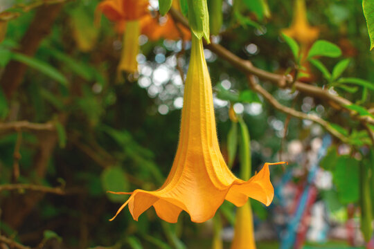 Planta Solanaceae Color Amarillo En Un Jardín 
