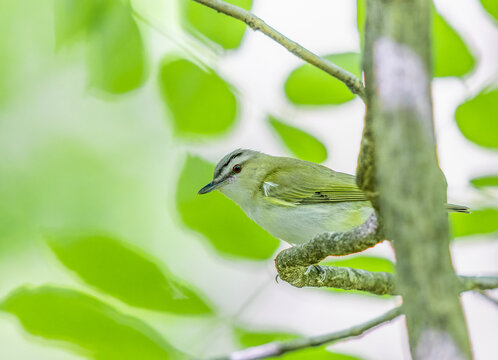 Red Eyed Vireo Perched On A Tree