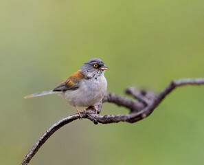 Yellow eyed junco perched on a tree branch