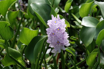 A unique and beautiful purple flower