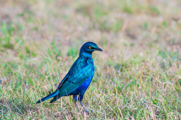 Greater Blue Eared Starling perched on the ground
