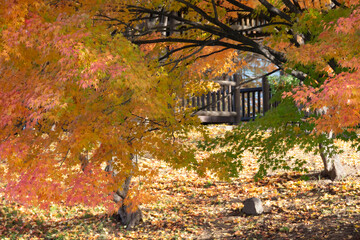 紅葉のモミジとカラフルな落葉
