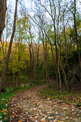 trees that have shed their leaves with the arrival of autumn