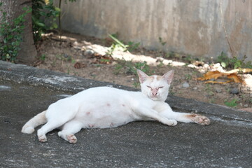 White cat that almost fell asleep