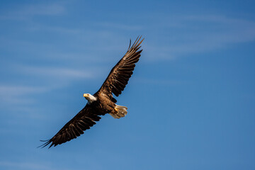 A bald eagle with wings spread flies through the sky
