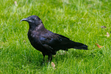 A crow with a beak deformity stands in the grass