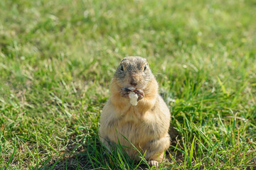 pregnant wild gopher eats in a clearing, close-up, selective focus