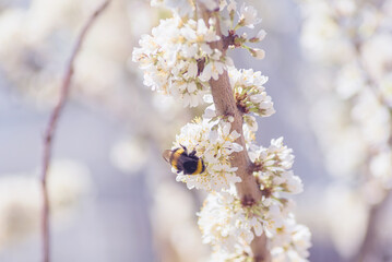fluffy bumblebee on cherry blossoms, selective focus
