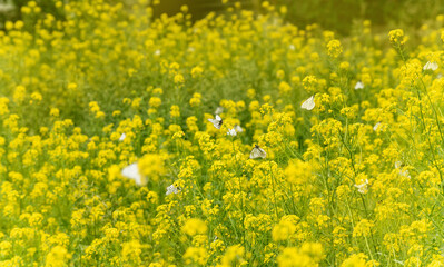 a lot of white butterflies on yellow flowers on a beautiful warm summer day in a clearing. selective focus